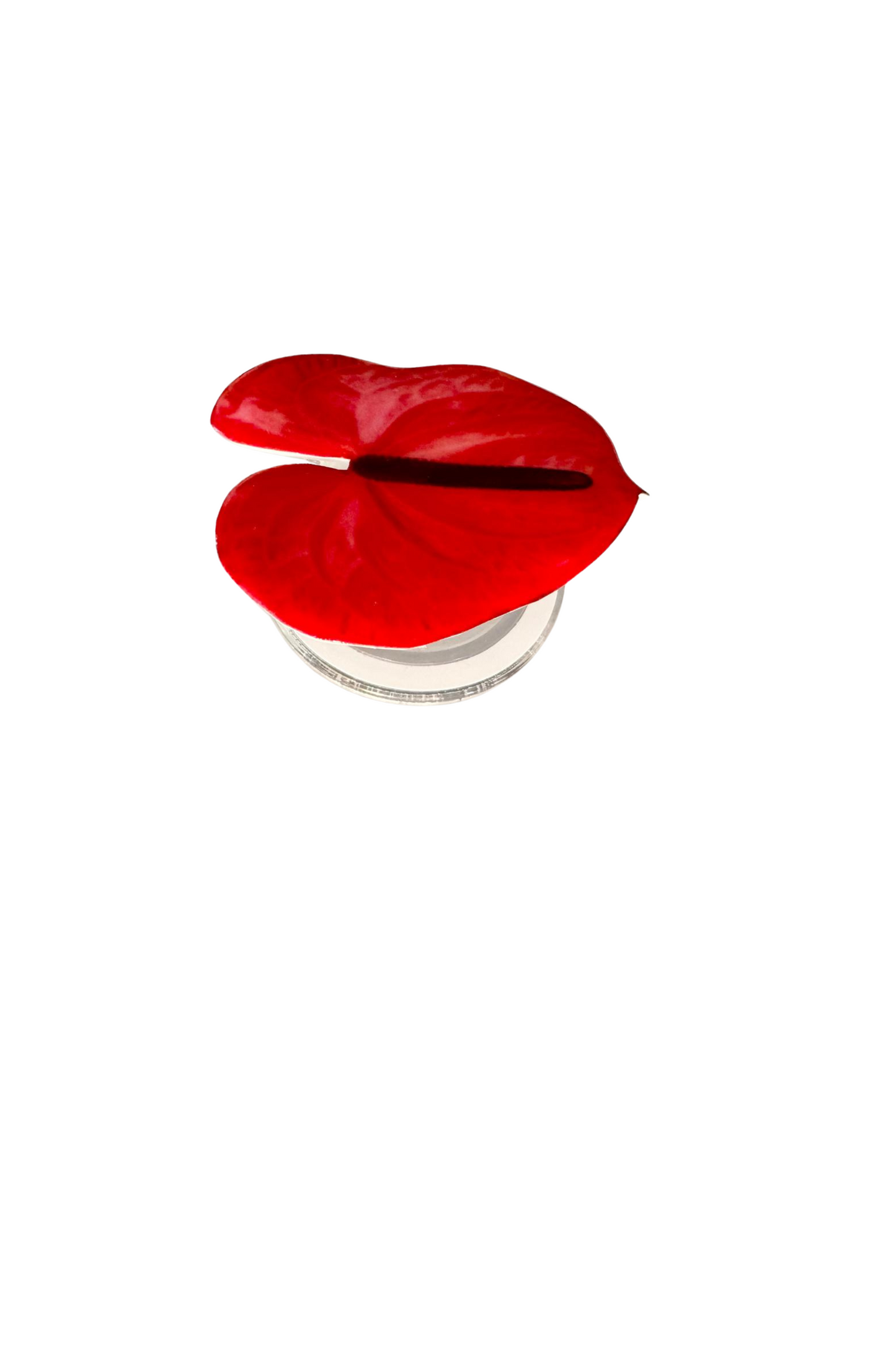 Red Anthurium Adhesive